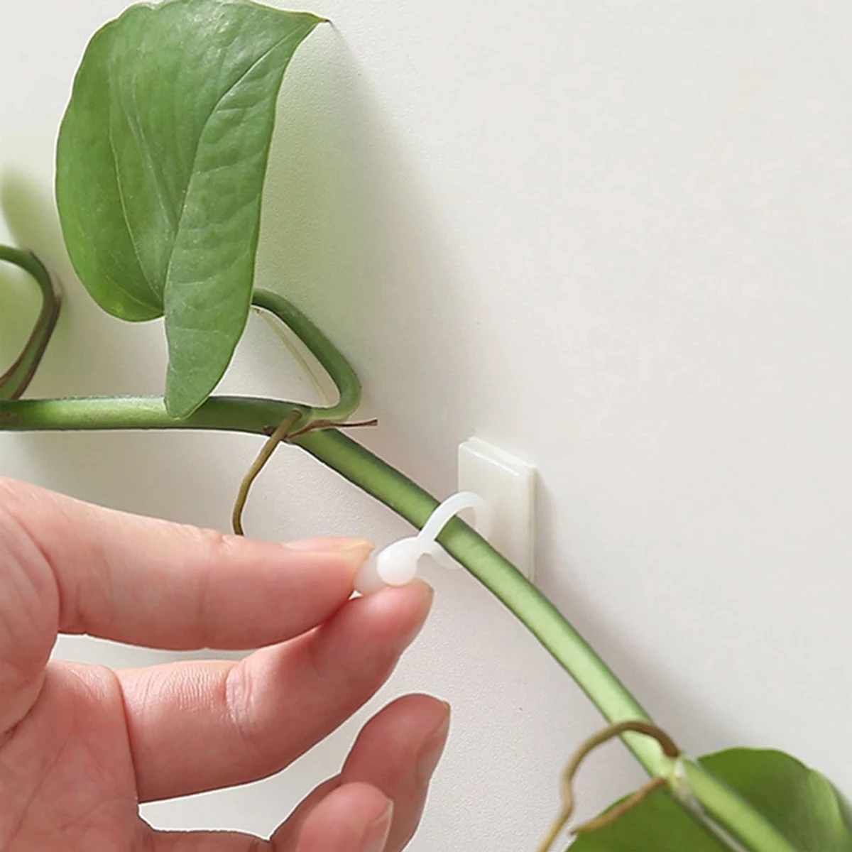 קליפסים לטיפוס צמחים לקיר - 10 יח׳ לגינה ולבית